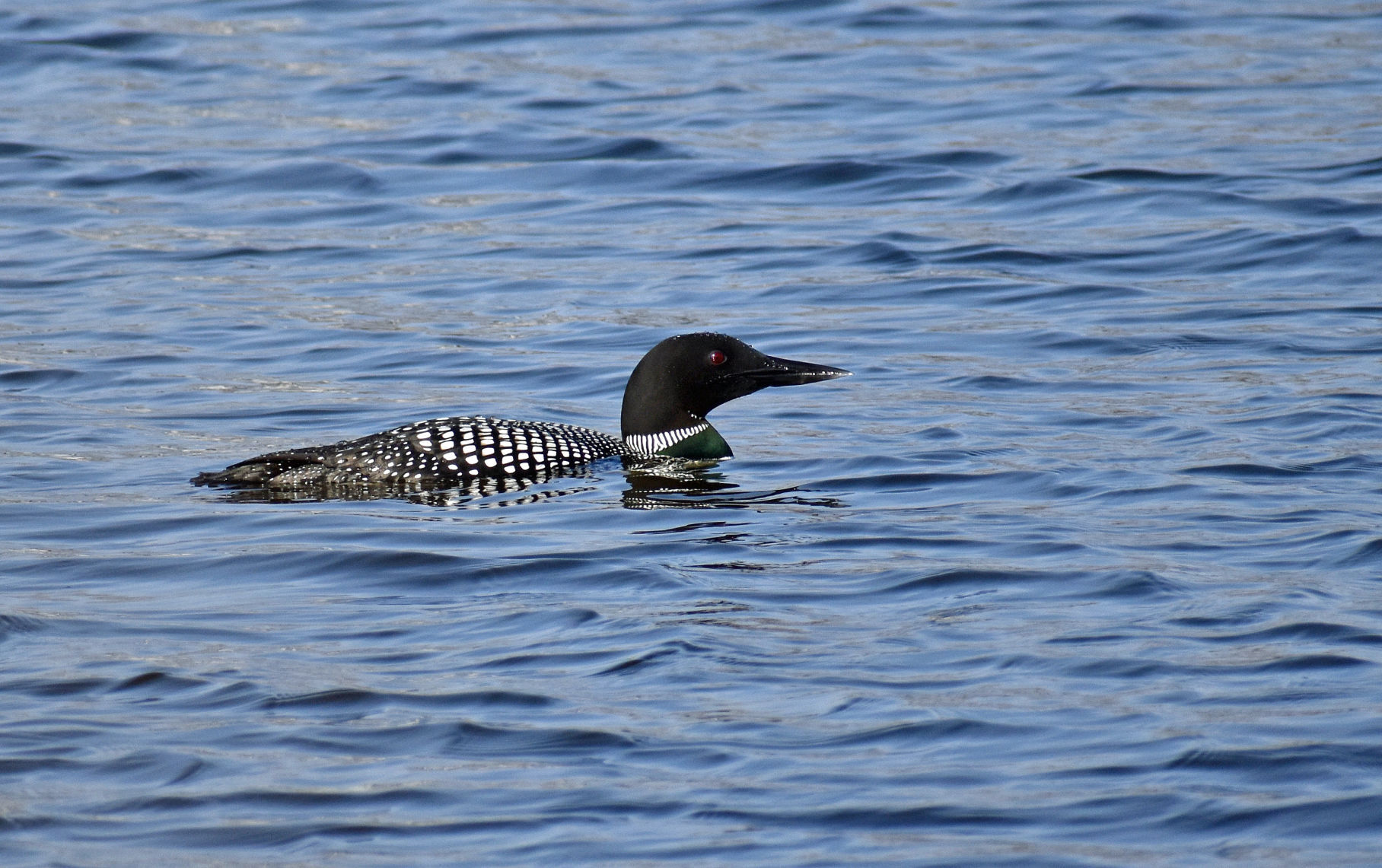 Lone loon